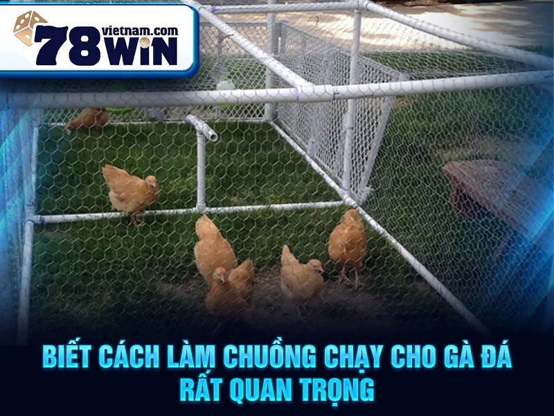 Cách Làm Chuồng Chạy Cho Gà Đá - Biết cách làm chuồng chạy cho gà đá rất quan trọng