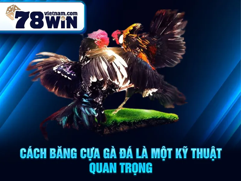 Cách băng cựa gà đá là một kỹ thuật quan trọng