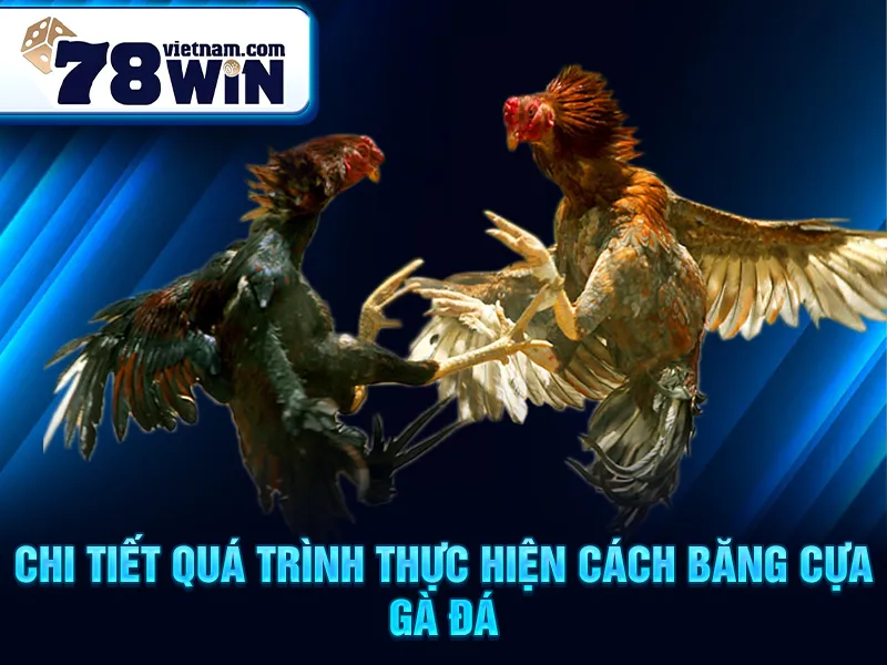Chi tiết quá trình thực hiện cách băng cựa gà đá